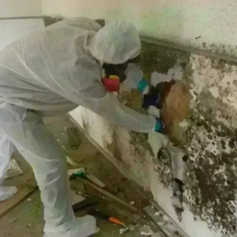 Mold Remediation and Removal in Milford, WI